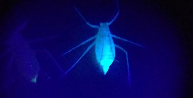 Aphid under UV light